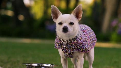 is chloe from beverly hills chihuahua still alive